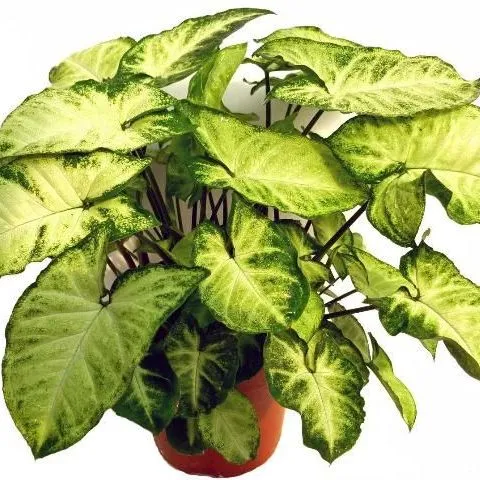 thumbnail for publication: Cultural Guidelines for Commercial Production of Interiorscape Syngonium